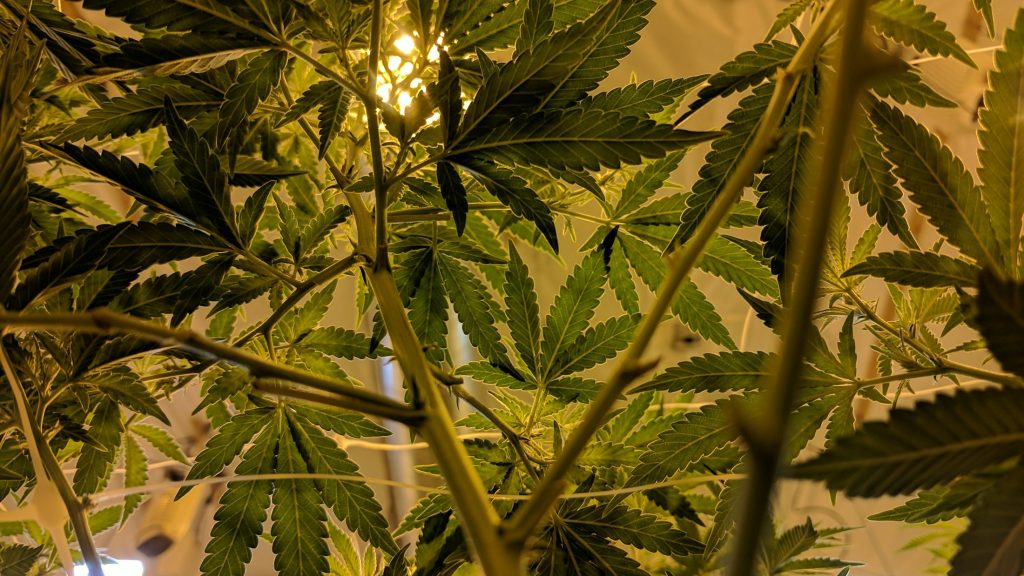 Cannabisplanten met bladeren